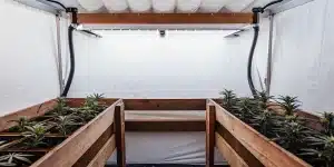jeunes plants de cannabis cultivés en intérieur dans des bacs en bois sous une lumière LED blanche.