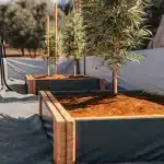 jeunes plants de cannabis cultivés en extérieur dans des bacs en bois remplis de terre rouge.
