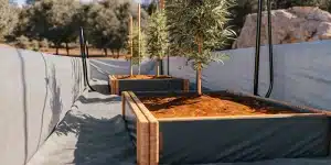 jeunes plants de cannabis cultivés en extérieur dans des bacs en bois remplis de terre rouge.
