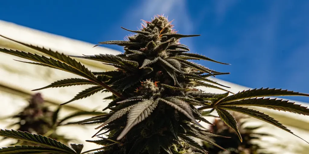 close-up of a mature cannabis bud with frosty trichomes under natural sunlight