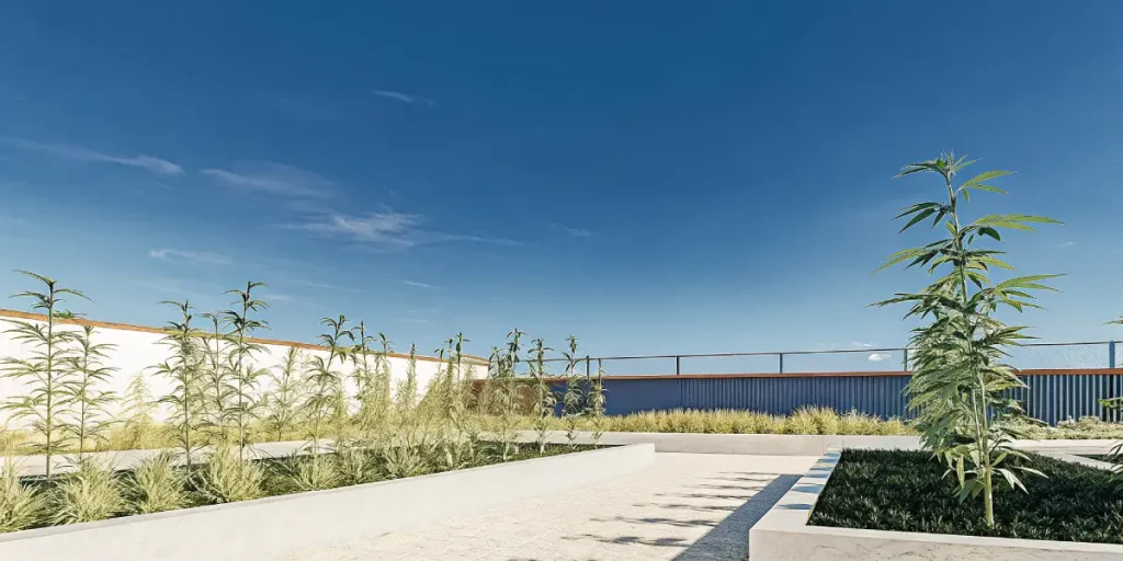 Outdoor cannabis plants growing in raised terrace garden beds under clear blue sky.