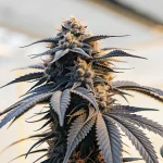 Gros plan hyperréaliste d’une plante de cannabis Black Cherry Soda cultivée en intérieur, avec des bourgeons denses et des feuilles foncées.