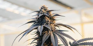 Gros plan hyperréaliste d’une plante de cannabis Black Cherry Soda cultivée en intérieur, avec des bourgeons denses et des feuilles foncées.