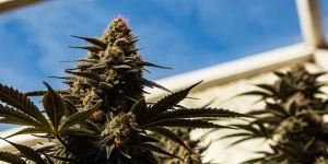 gros plan sur une plante de cannabis Blood Diamond OG en pleine floraison sous la lumière naturelle.