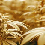 Robust autoflowering cannabis plants thriving under golden grow lights indoors.