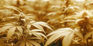 Robust autoflowering cannabis plants thriving under golden grow lights indoors.