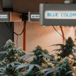 culture intérieure de Blue Colombian Rush avec contrôle de température et d’humidité.