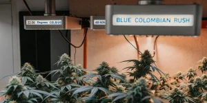 culture intérieure de Blue Colombian Rush avec contrôle de température et d’humidité.