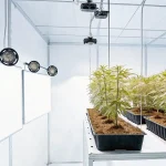 salle de culture intérieure avec jeunes plants de cannabis sous lumière blanche et système de ventilation.
