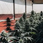 Serre intérieure de cannabis avec plantes en floraison dense.