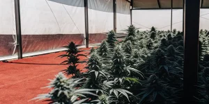 Serre intérieure de cannabis avec plantes en floraison dense.