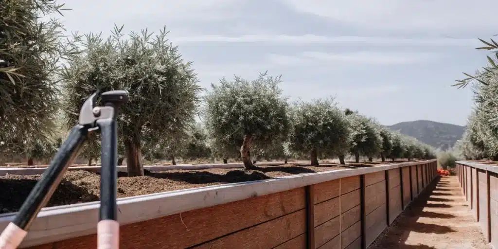 verger avec bacs en bois alignés et outil de taille au premier plan sous un ciel dégagé.