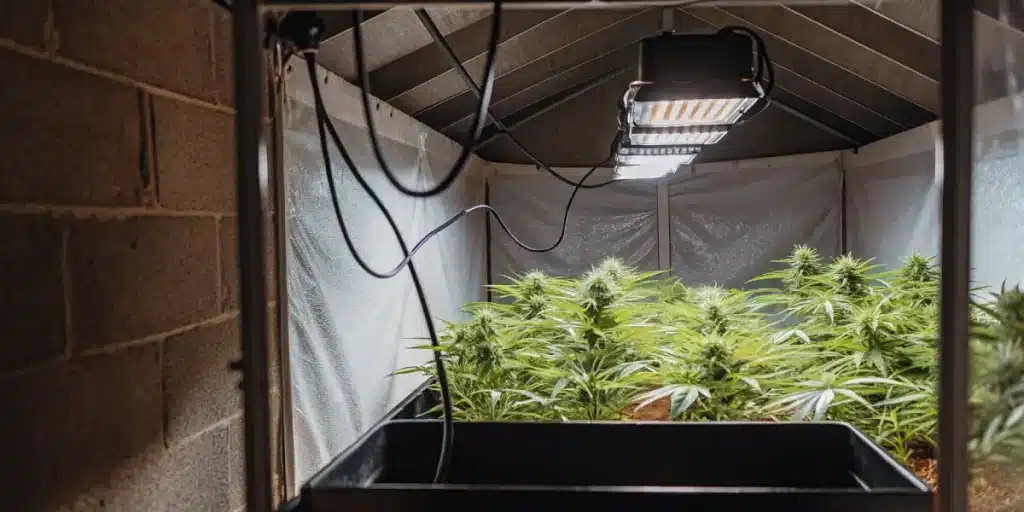 bourgeon de cannabis observé avec une pince dans un laboratoire de contrôle.
