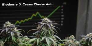 bourgeon de cannabis Blueberry x Cream Cheese Auto devant un graphique de croissance.