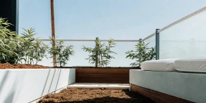 culture de cannabis sur un balcon urbain baigné de lumière naturelle.
