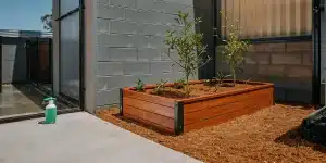 culture extérieure de cannabis Blueberry Auto dans un jardin surélevé moderne.