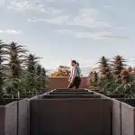 plants de cannabis Bruce Banner #2 cultivés dans des pots en extérieur au coucher du soleil.