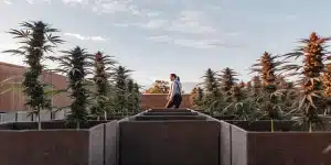 plants de cannabis Bruce Banner #2 cultivés dans des pots en extérieur au coucher du soleil.