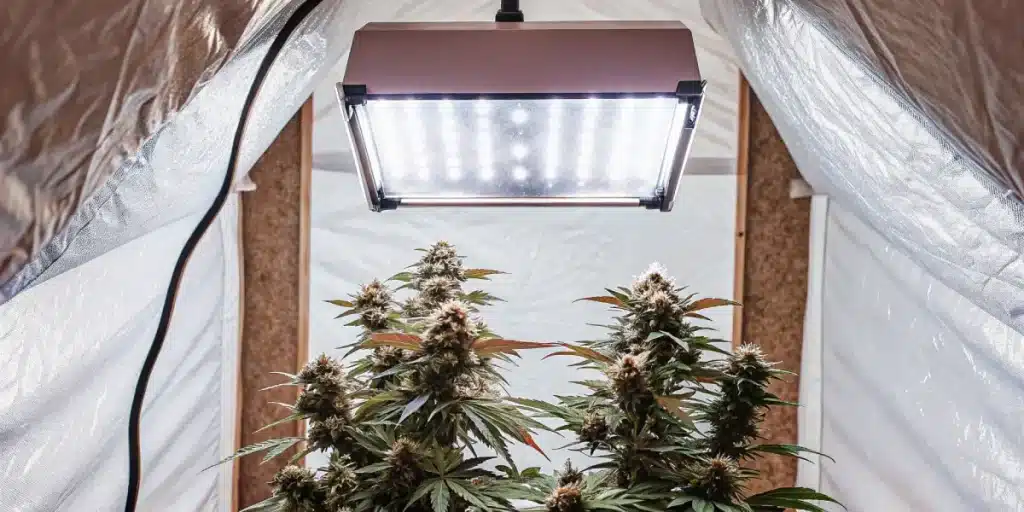 culture intérieure de cannabis sous LED blanches avec plantes en floraison.