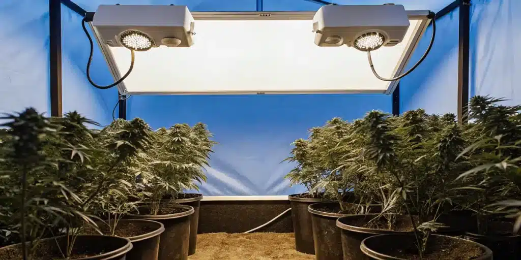 culture intérieure de cannabis sous lampes LED blanches avec pots noirs.