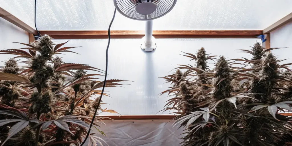 culture de cannabis en intérieur avec système de ventilation et lampes de croissance.