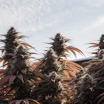 plants de cannabis Blueberry en extérieur avec feuilles rouges et ciel clair.