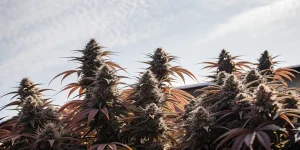 plants de cannabis Blueberry en extérieur avec feuilles rouges et ciel clair.