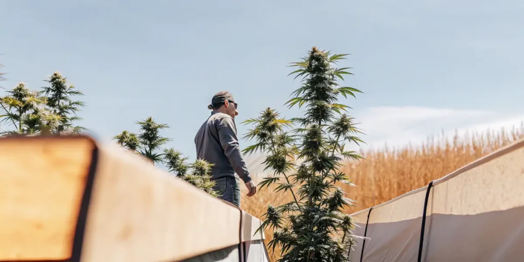cultivateur observant de grands plants de Bruce Banner #2 en extérieur sous un ciel bleu.