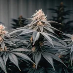 plantes de cannabis en floraison avec feuilles foncées cultivées en extérieur.