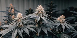 plantes de cannabis en floraison avec feuilles foncées cultivées en extérieur.
