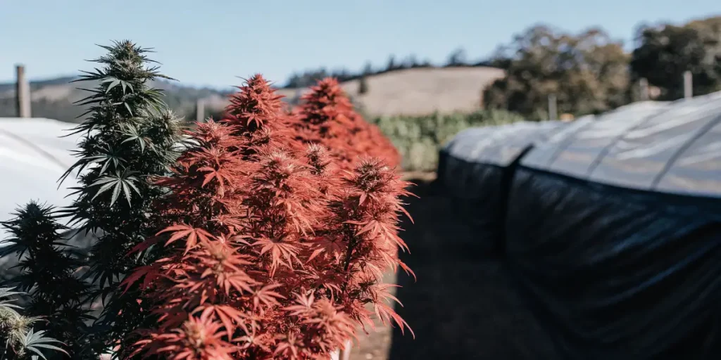 culture extérieure de cannabis avec plants aux feuilles rouges à côté d’une serre.