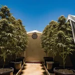 grandes plantes de cannabis Bruce Banner #2 cultivées dans des pots noirs entre deux tentes blanches.