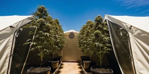 grandes plantes de cannabis Bruce Banner #2 cultivées dans des pots noirs entre deux tentes blanches.
