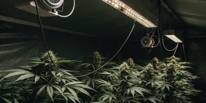 culture intérieure de cannabis sous lumière LED chaude avec ventilateurs.