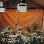 culture de cannabis en intérieur sous lampe LED à lumière chaude.