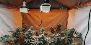 culture de cannabis en intérieur sous lampe LED à lumière chaude.