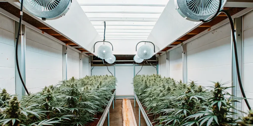 culture intérieure de cannabis Bruce Banner #2 avec lampes LED et système de ventilation.