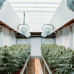 culture intérieure de cannabis Bruce Banner #2 avec lampes LED et système de ventilation.