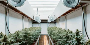 culture intérieure de cannabis Bruce Banner #2 avec lampes LED et système de ventilation.