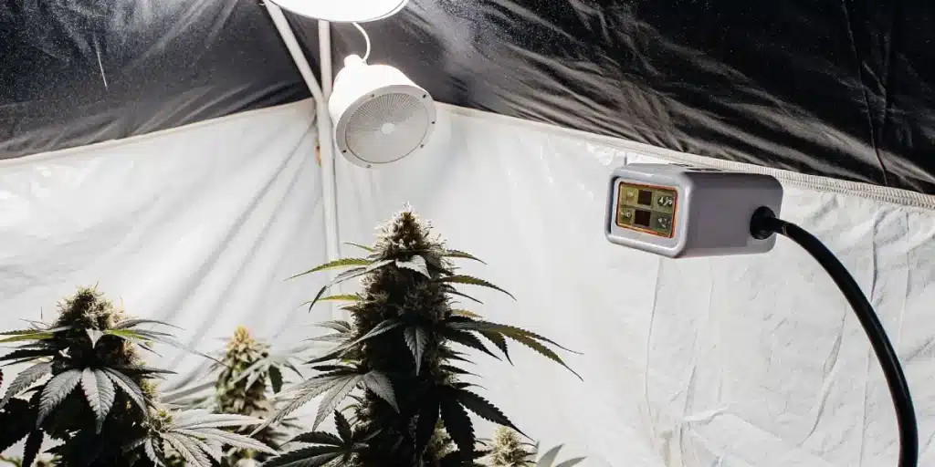 culture intérieure de cannabis avec capteur numérique et lampe de croissance.