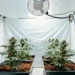culture intérieure de cannabis avec pots rectangulaires et éclairage blanc.