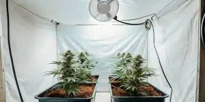 culture intérieure de cannabis avec pots rectangulaires et éclairage blanc.