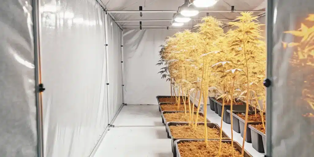 culture-intérieure-cannabis-éclairage-jaune-plantes-alignées