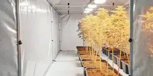 culture-intérieure-cannabis-éclairage-jaune-plantes-alignées