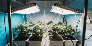 culture intérieure de cannabis sous double panneau LED avec plantes vertes en pleine croissance.