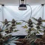 culture intérieure de cannabis avec lampe suspendue et plantes en floraison.