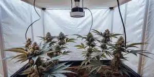culture intérieure de cannabis avec lampe suspendue et plantes en floraison.