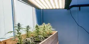 culture intérieure de cannabis sous lampes LED avec bacs en bois.