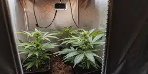 culture intérieure de cannabis avec pots noirs sous lampe LED.