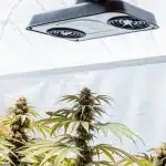 plantes de cannabis cultivées en intérieur sous lumière LED blanche.